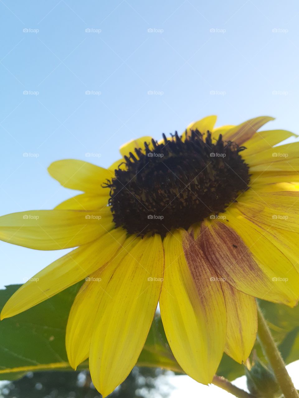 Lemon Sunflower