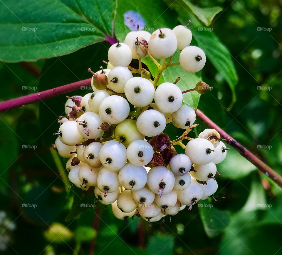 White berries growing on a tree—taken in Grand Rapids, Michigan 