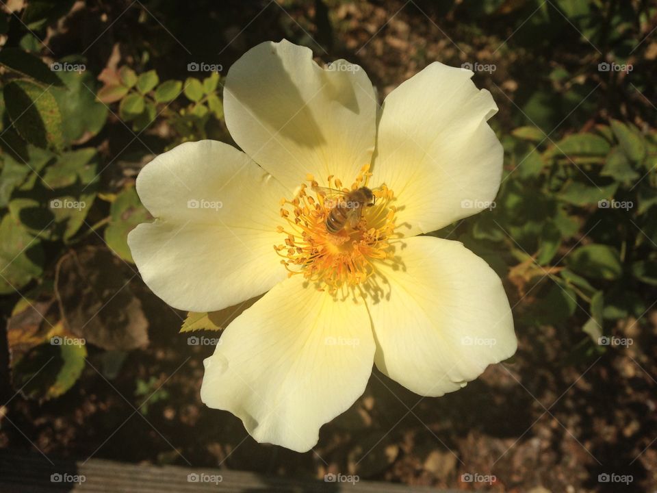 Go for the Gold. Rose, cultivar "Golden Wings"