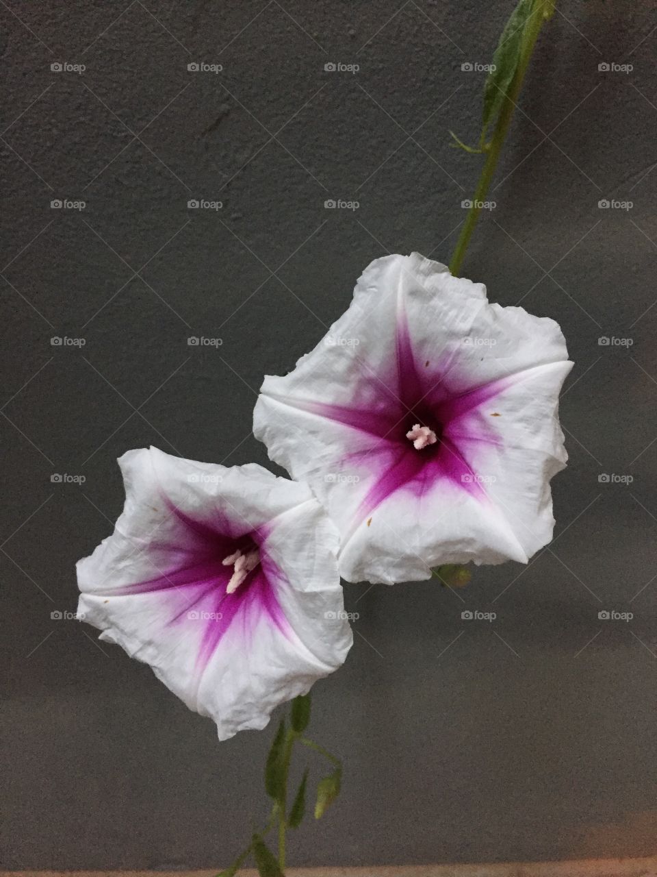 Close-up of white flower