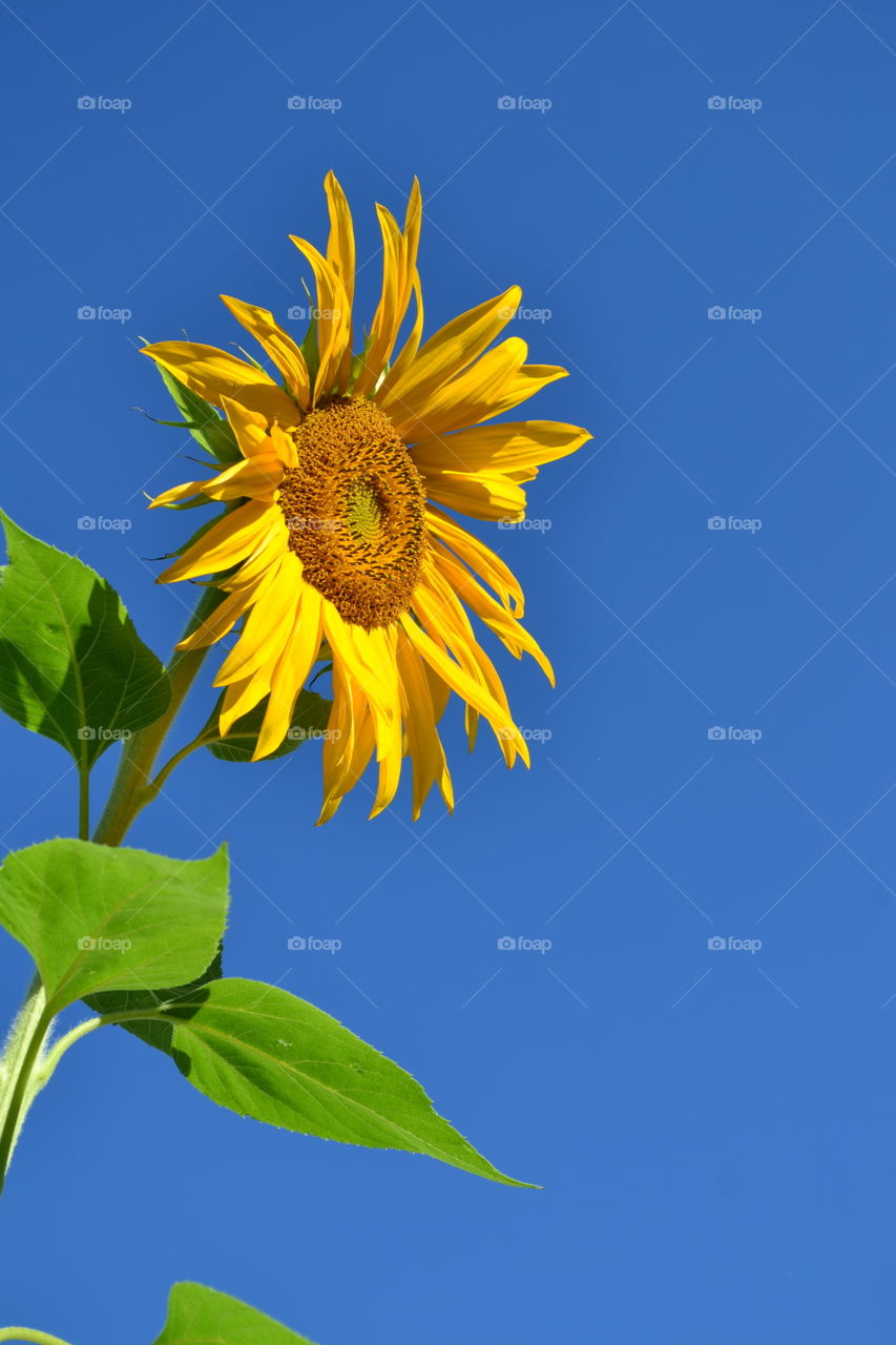 Sunflower and Blue Sky