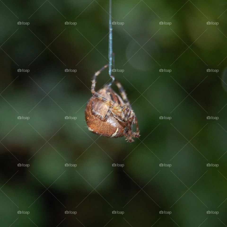 nature web spider arachnids by Petalskull