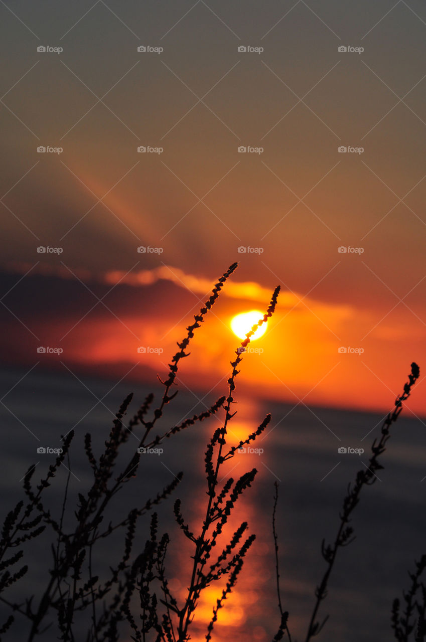 grass silhouette at the sunrise time