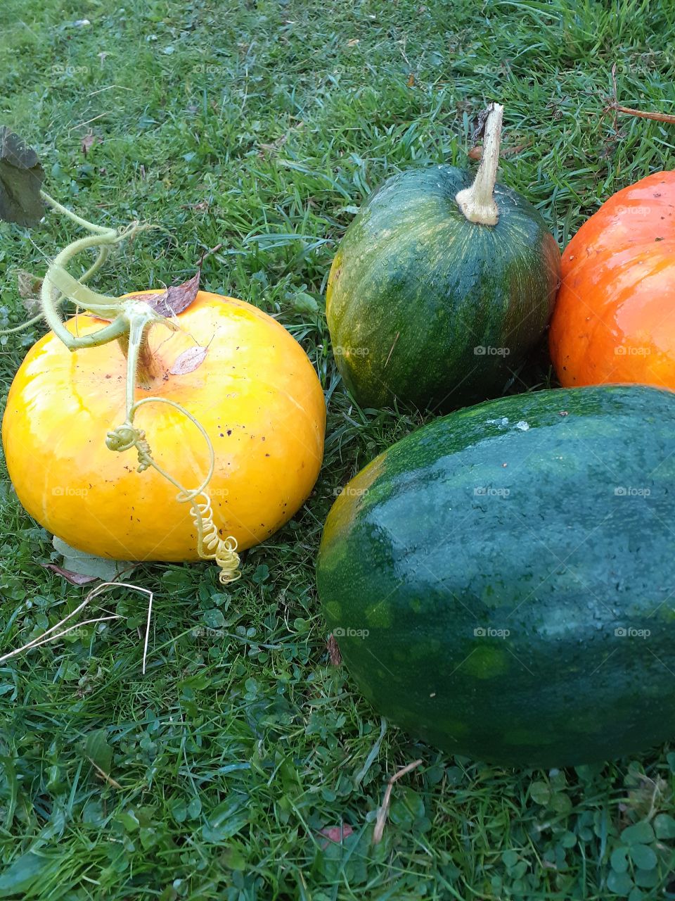 тыквы