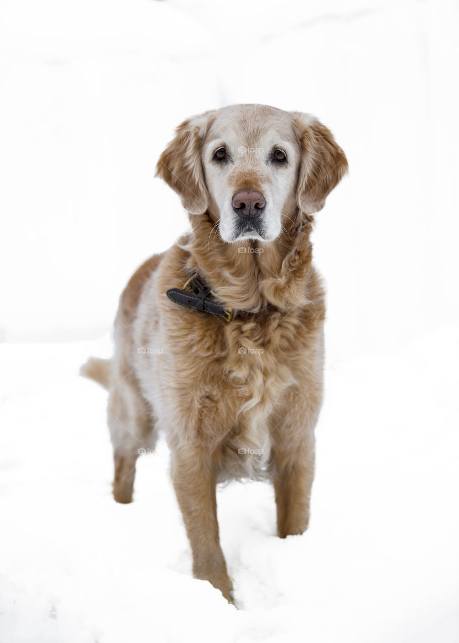 Happy and curious yellow old Golden Retriever standing outside in the snow looking at you begging for treats 