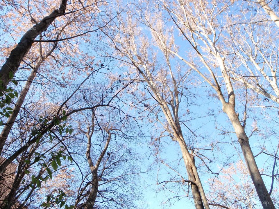 Tree, Branch, Wood, Season, Nature