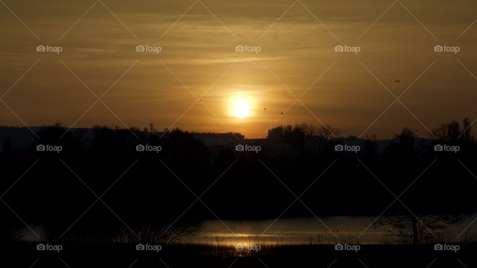 Silhouette of trees during sunset