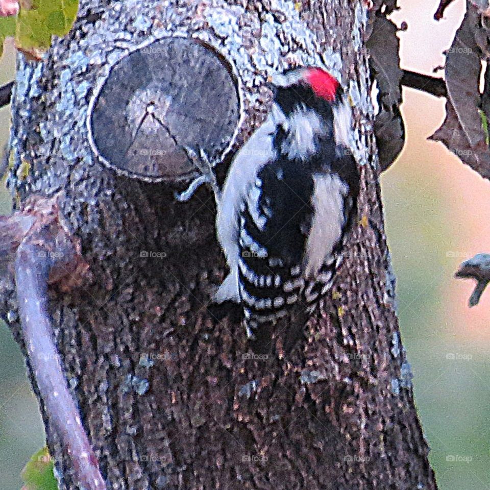 young downy woodpecker