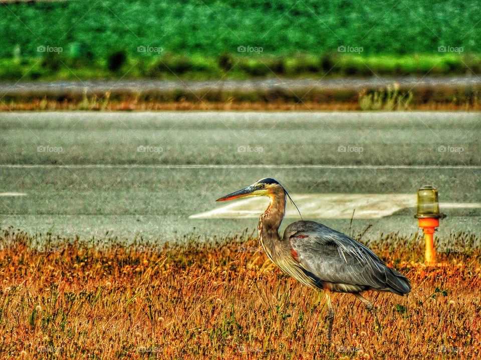 Great blue heron in wetland