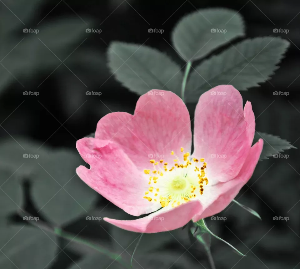 Blossom
