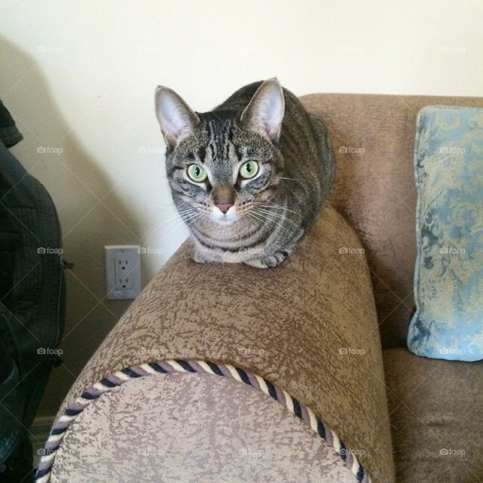 Bennie the green eyed cat