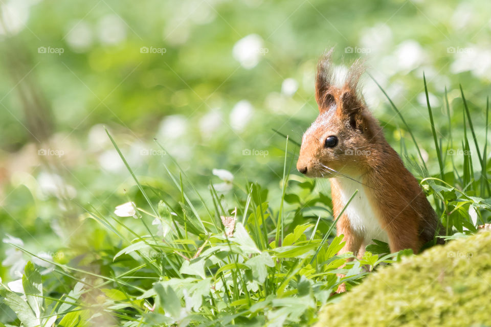 Cute wild squirrel in a field of white wood anemone flowers in bright sunshine 