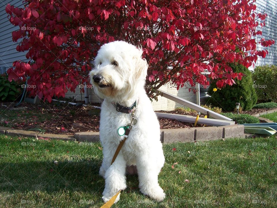 On a beautiful autumn day sits a gorgeous white labradoodle.