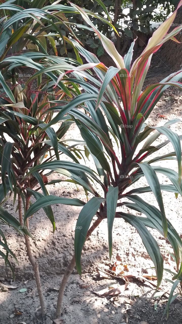 Dracaena