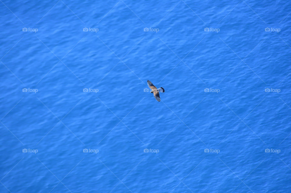 Kestrel flying over the sea, top view.