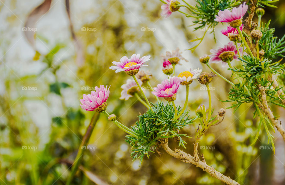 Beautiful signs of spring adding to the beauty of nature...