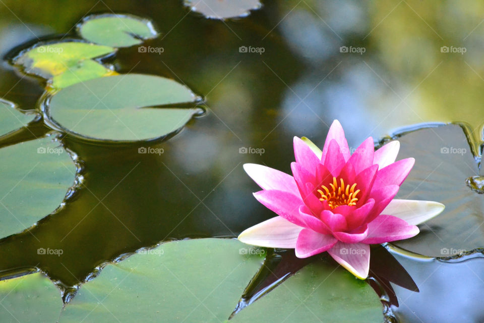 Water Lilly 