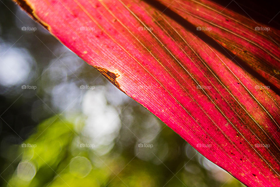 red texture