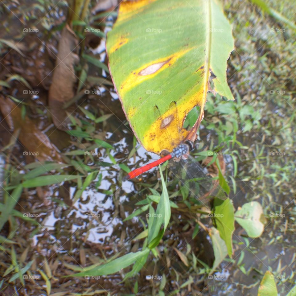 Dragonfly with a red tail perched on a leaf