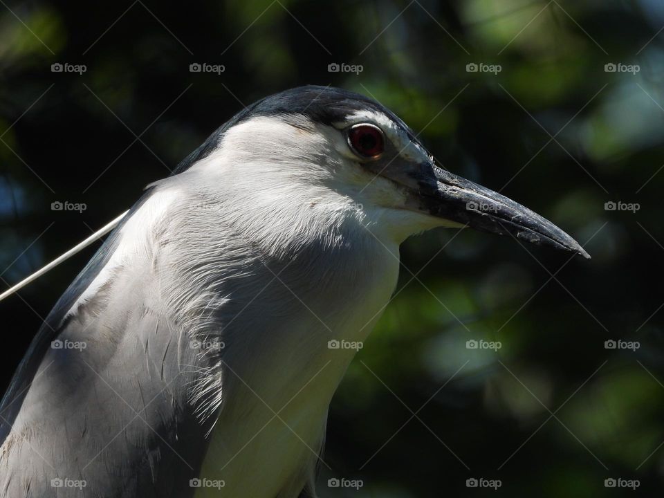 A close up of a bird
