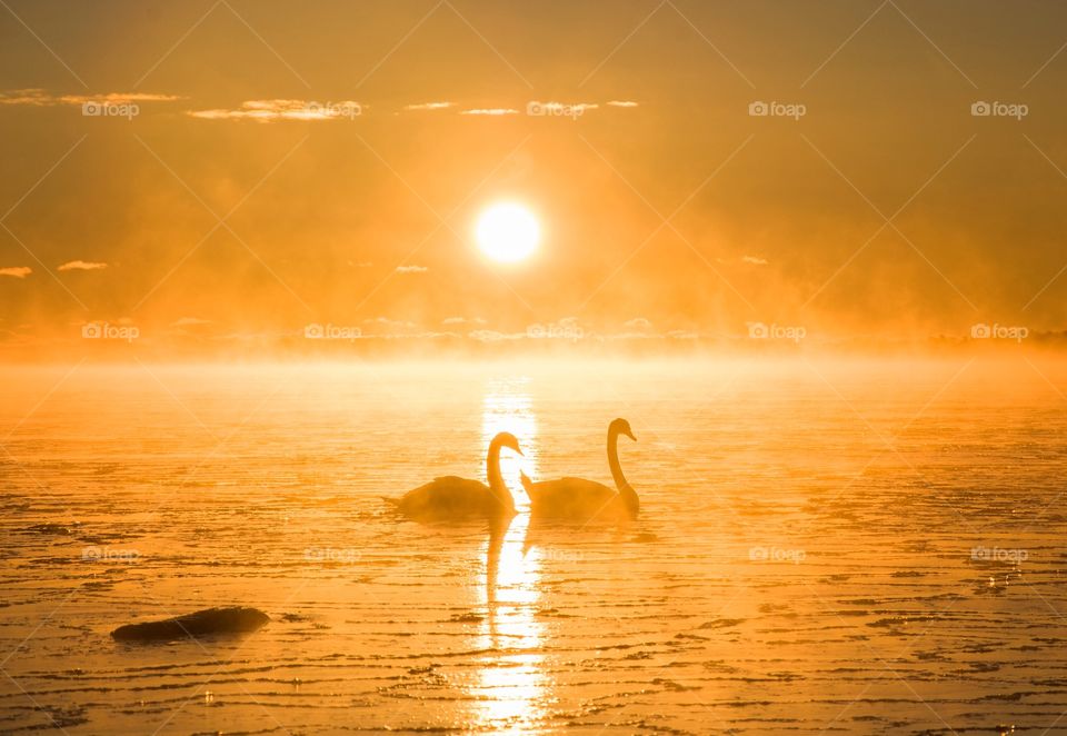 Swans swimming in sea