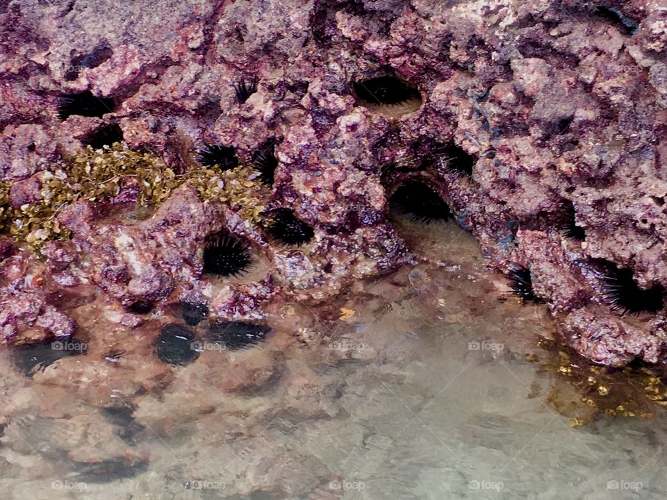 Colorful pink rocks filled with sea urchins on the beach and shore