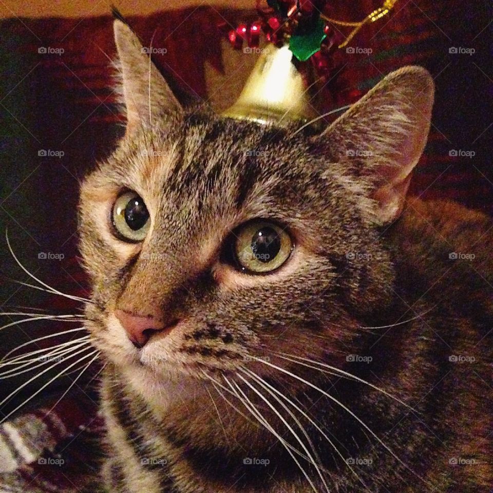 Merry Cat-mouse 