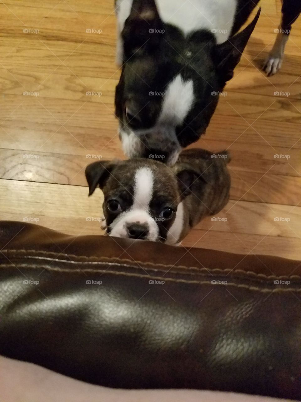 Piggy loves his new puppy
