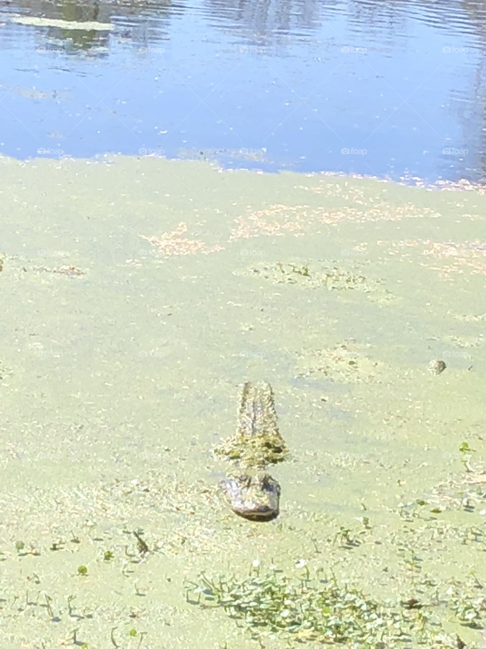 Hidden alligator