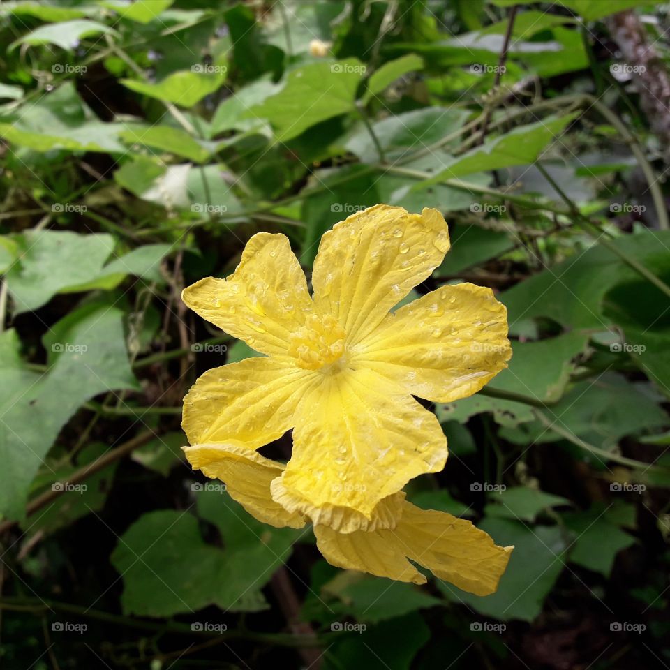 Luffa flower