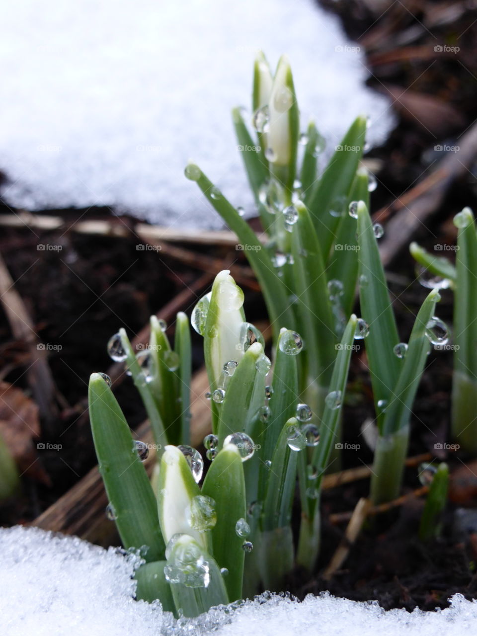 Water drops on snowdrops
