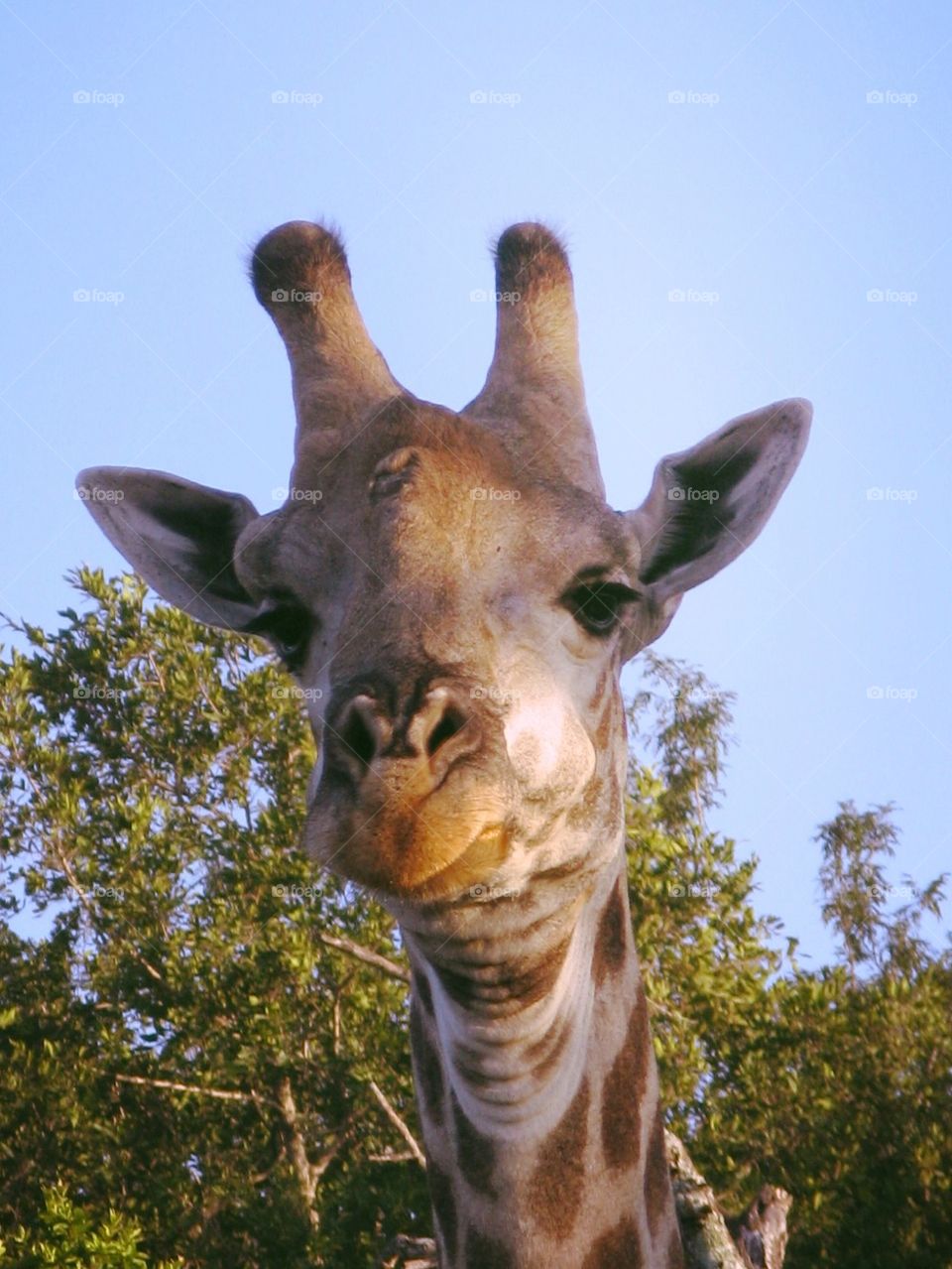 Giraffe