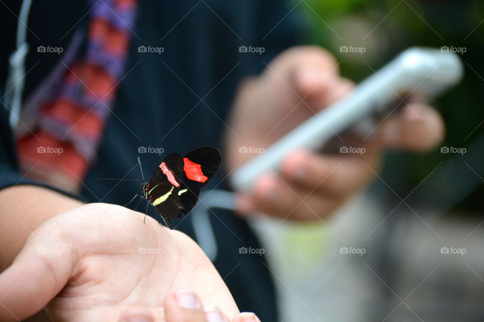 Butterfly in sanctuary