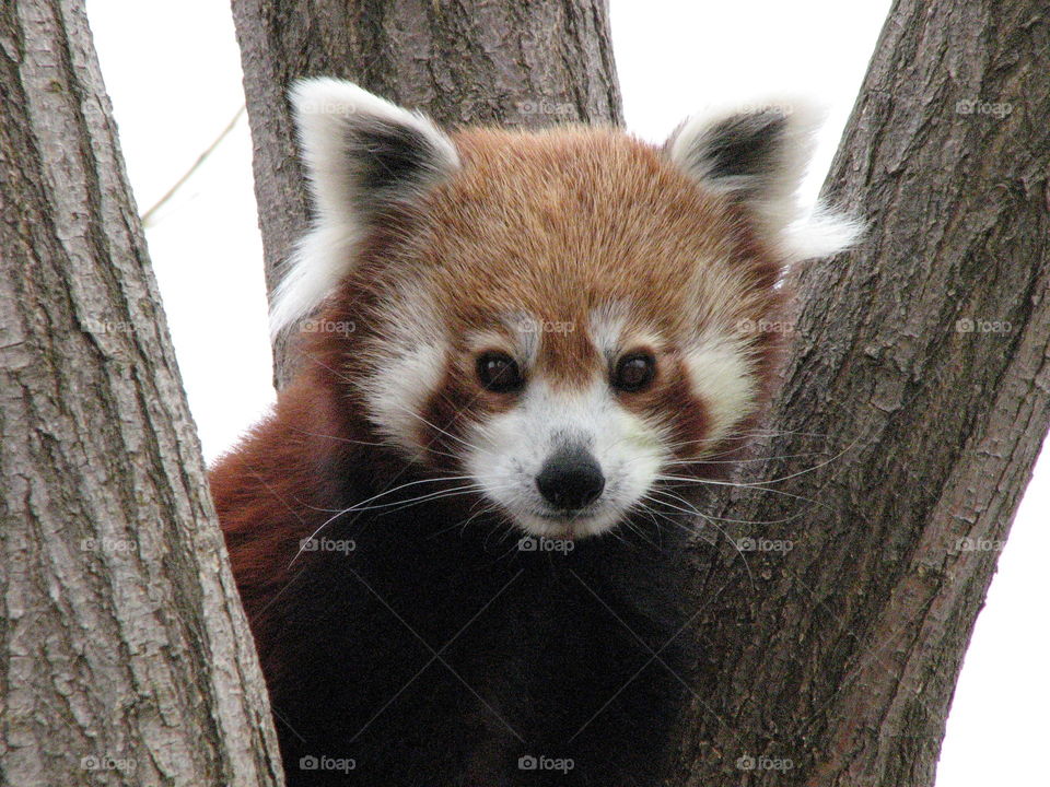 Red Panda. zoo photo