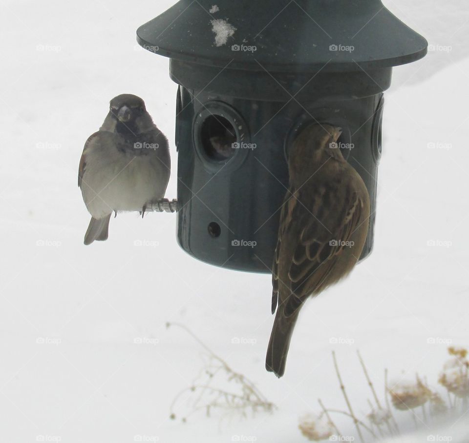 winter birds