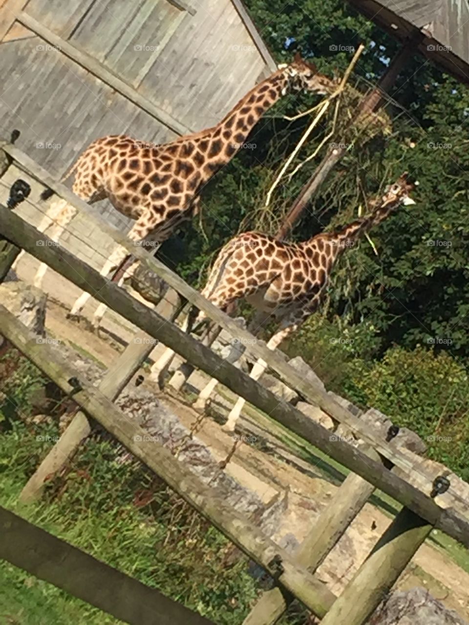 Striding along the giraffes