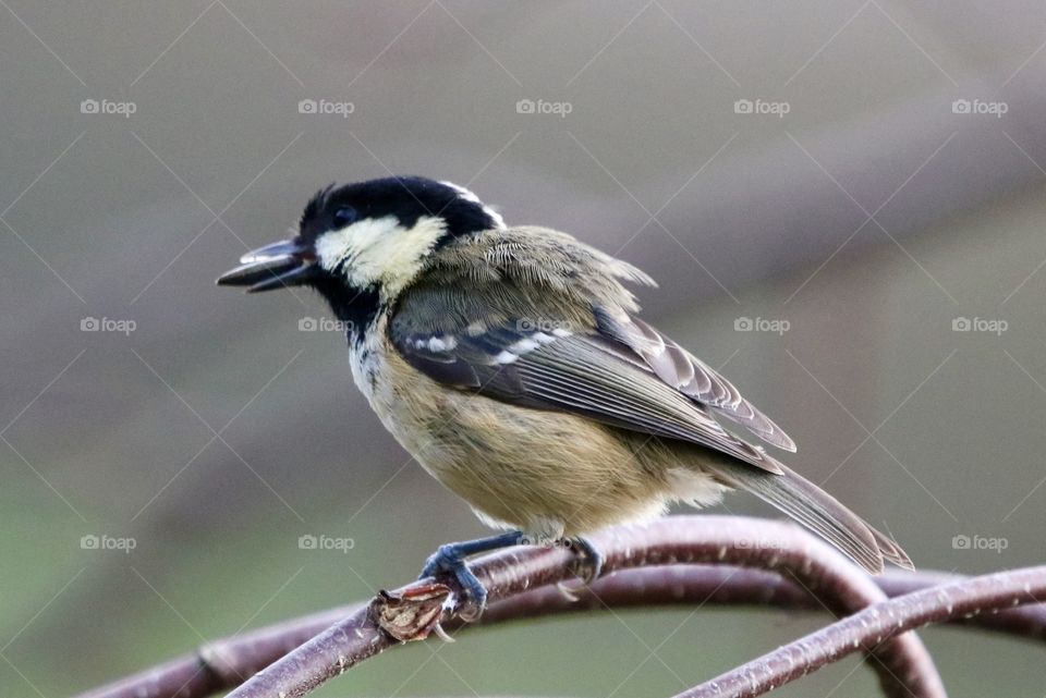 Coal Tit