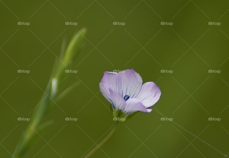 A tiny purple pale flax flower against a blurred green background 