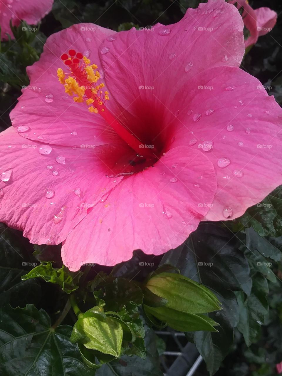 Hibiscus with water droplets