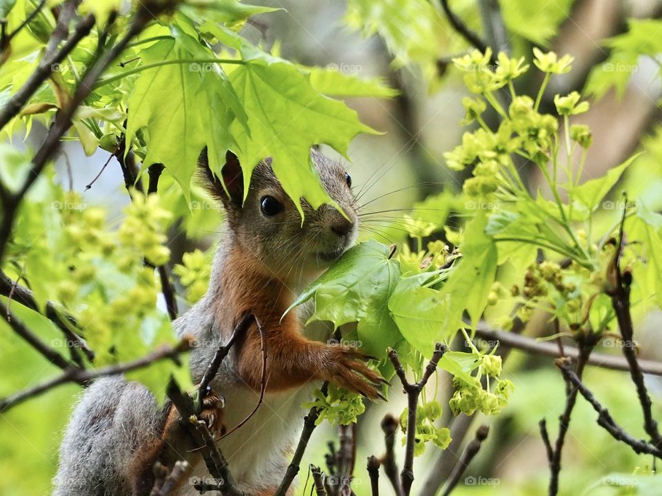 Squirrel in the forest
