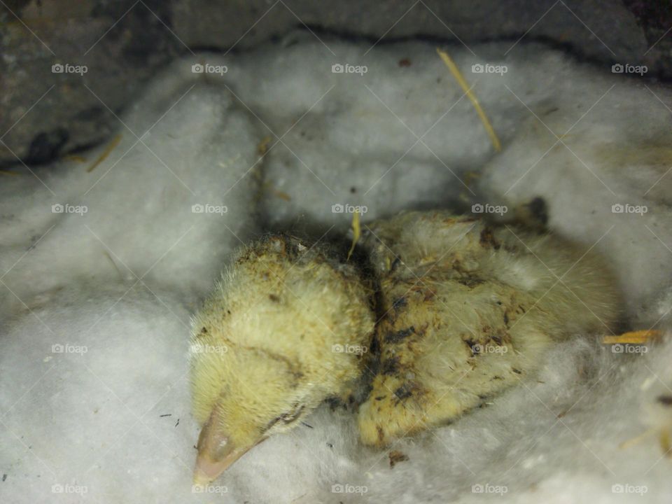 chick strungle for life rescue failed