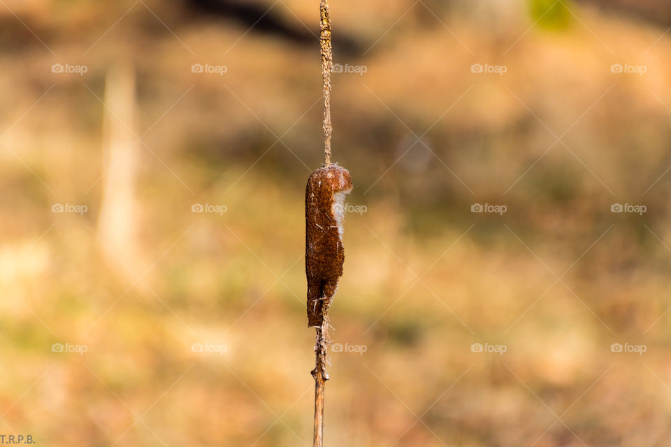 dried out bulrush in the middle of winter. macro photo of the bulrush