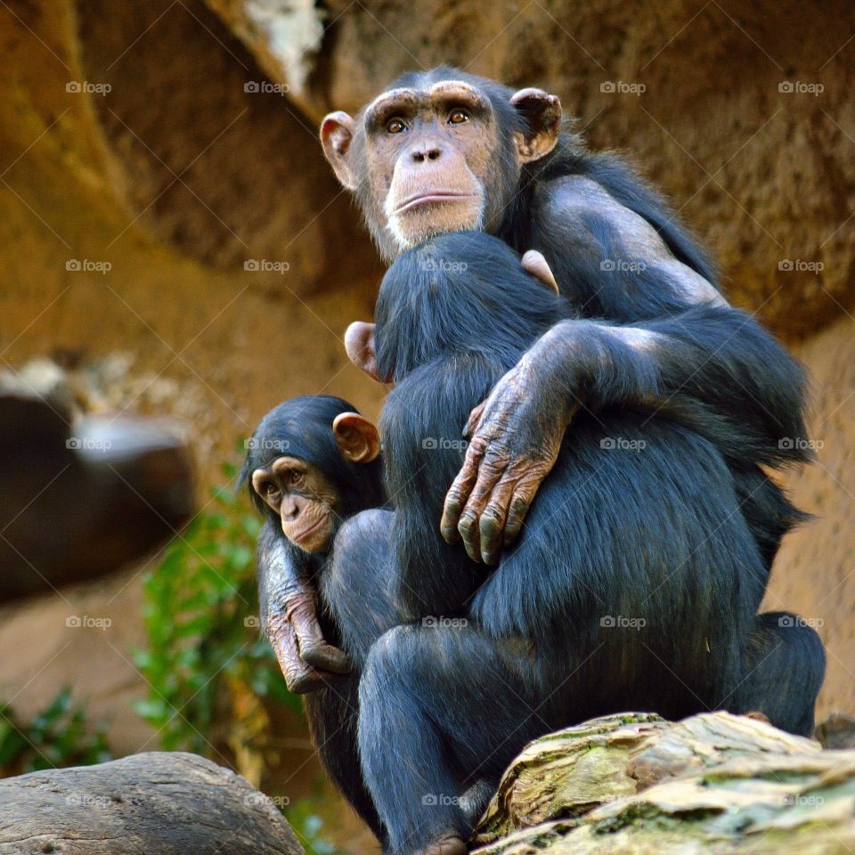An apes family, an image to think about.