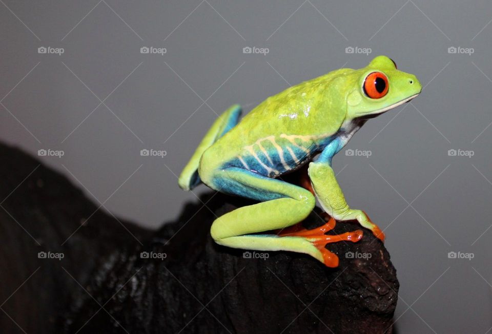 Stunning Frog