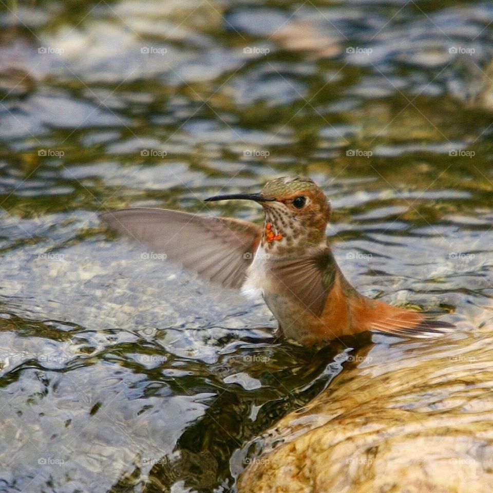 Hummingbird bathing in water