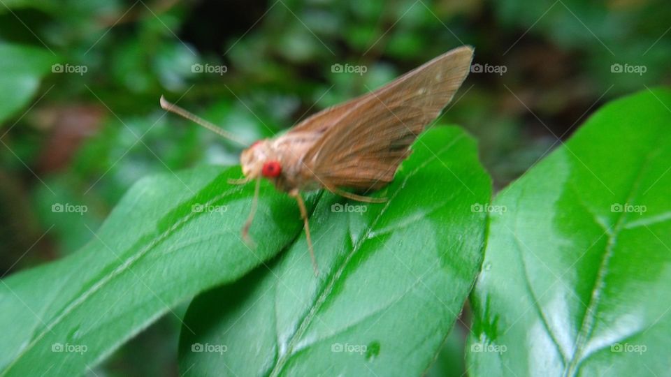 A beautiful butterfly with red eyes perched on a leaf