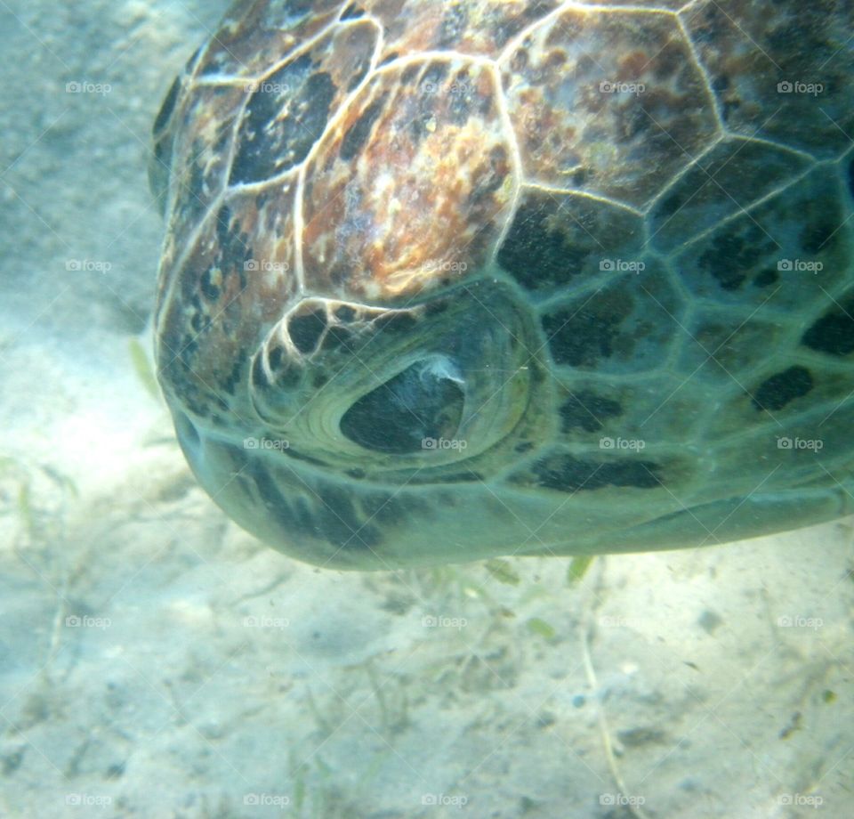 Muzzle of a turtle
