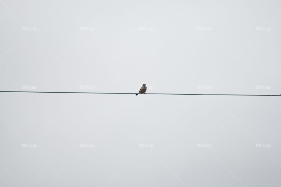 Bird on the line