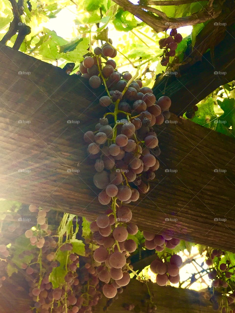 Summer Grapes  and Grapevine on Patio Trellis 