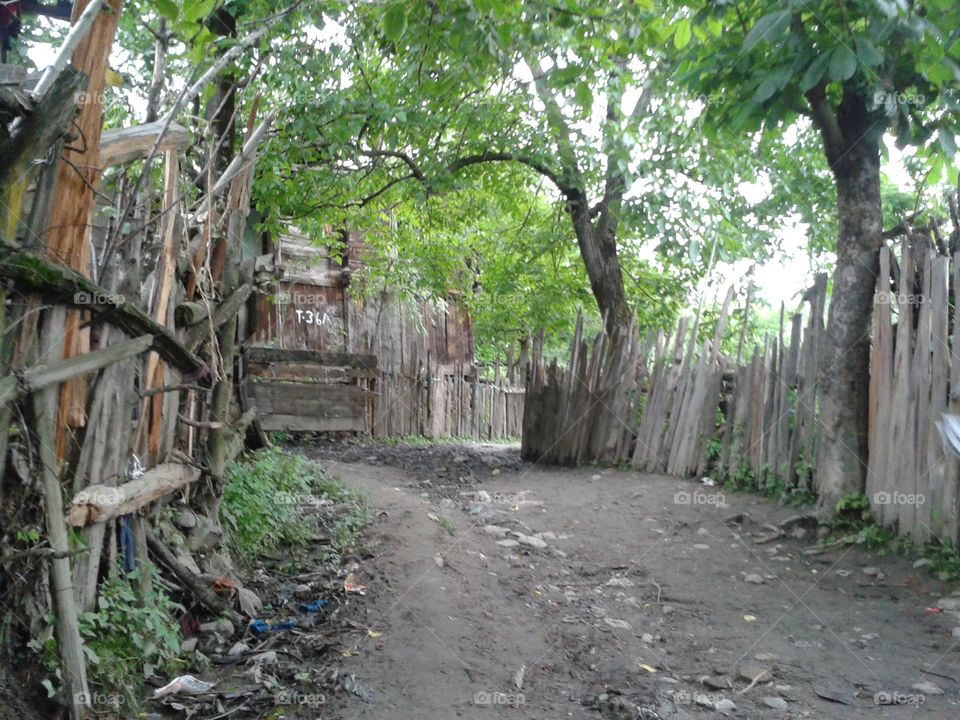 Wood, No Person, Nature, Old, Tree